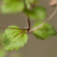 Common Field-speedwell